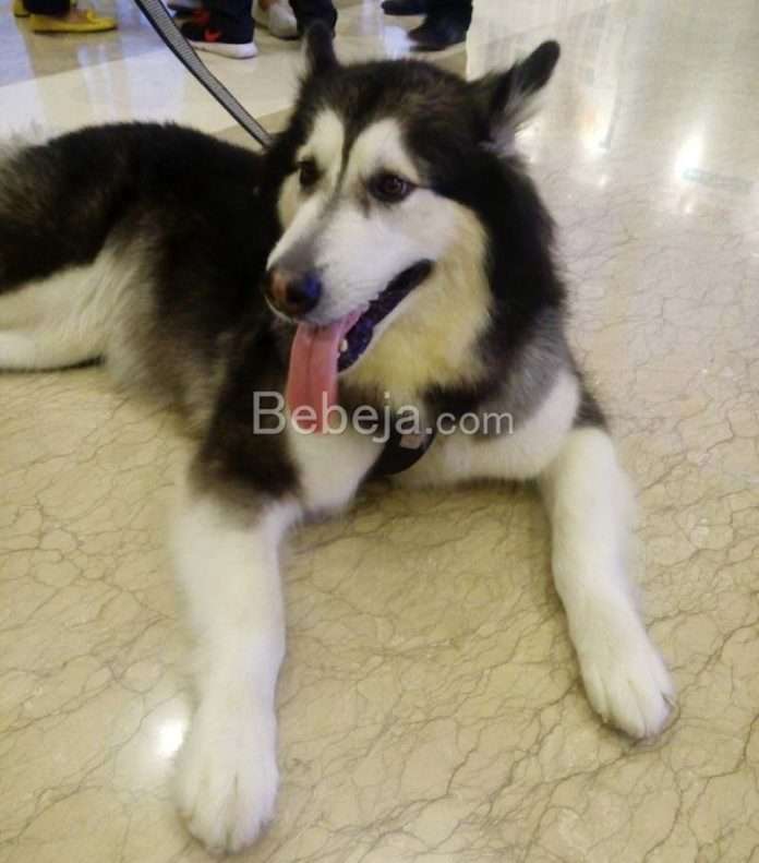 anjing siberian husky