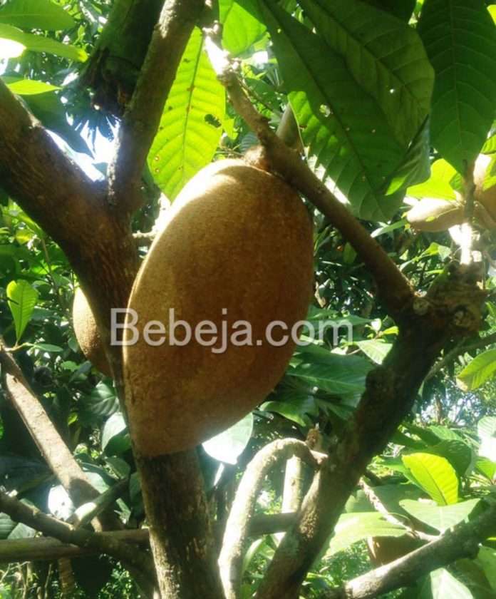 mamey sapote