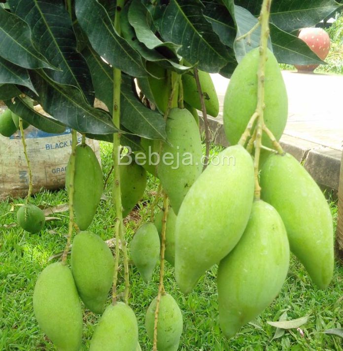 mangga okyong