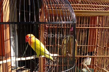 burung lovebird